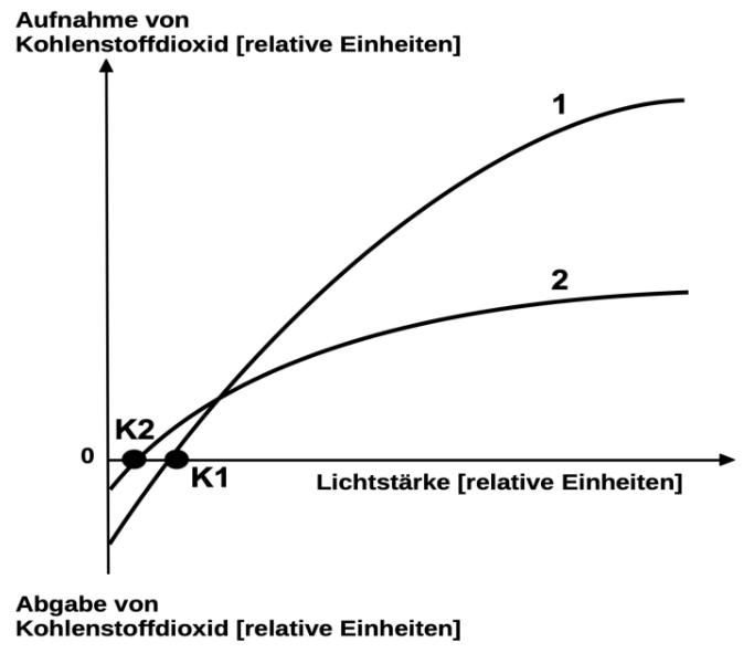 Diagramm zur CO2-Aufnahme in Abhängigkeit von der Lichtstärke mit zwei Kurven und markierten Punkten K1 und K2.